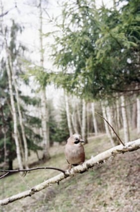 Jitka Hanzlov&aacute;, &quot;Policeman,&quot; 2004, Chromogenic print, 16 x 12 inches, Edition of 8