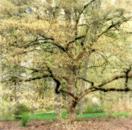 Berheim Aboretum, Kentucky (4-08-15c-4), 2008,&nbsp;19 x 19,&nbsp;28 x 28,&nbsp;or 38 x 38 inch&nbsp;archival pigment print