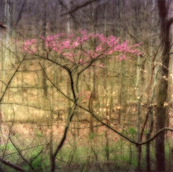 &quot;Bernheim Arboretum, Kentucky, 2008&quot;  [4-08-24c-8], 19 x 19 inch / 28 x 28 inch Chromogenic Print; Edition of 15 / 38 x 38 inch Chromogenic Print; Edition of 6