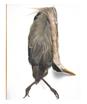 Field Museum, Great Blue Heron, 1941