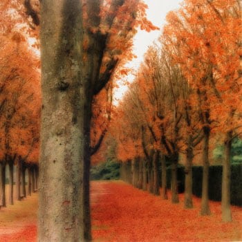 &quot;Parc de Sceaux, France, 2008&quot;  [10-08-5c-5], 19 x 19 inch / 28 x 28 inch Chromogenic Print; Edition of 15 / 38 x 38 inch Chromogenic Print; Edition of 6