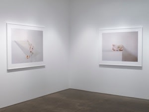 Laura Letinsky,Ill Form &amp;amp; Void Full, Installation View