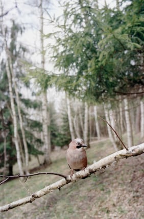 Forest #21, Untitled (Policeman), 2004, 10 1/2 x 7 inch chromogenic print