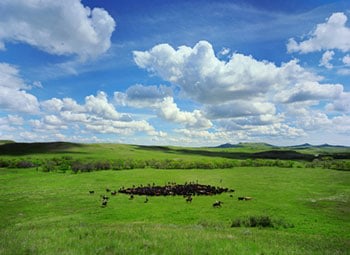 Round Up 2, Keene , North Dakota, 2005, Chromogenic print, available 30 x 40 inches edition of 10, 40 x 50 inches edition of, 50 x 60 inches edition of 3