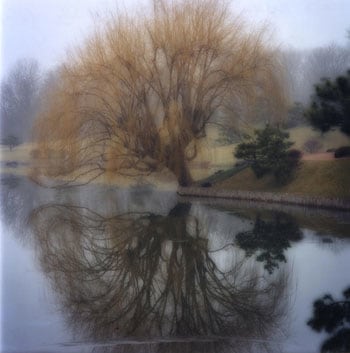 Chicago Botanic Garden, 2004 (1-04-3c-3), 19 x 19 and 28 x 28 inch Chromogenic print, Edition of 15 per size