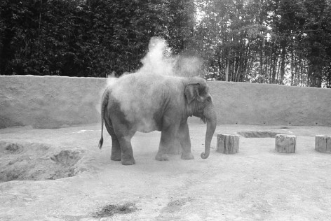 Mark Steinmetz, Los Angeles Zoo, 1983. Gelatin silver print, 20 x 24 inches.