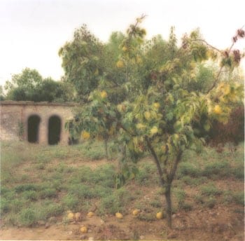 Certosa di Pontignano, Italy (10-00-17c-11), 2000 Chromogenic print, 28 x 28 inches