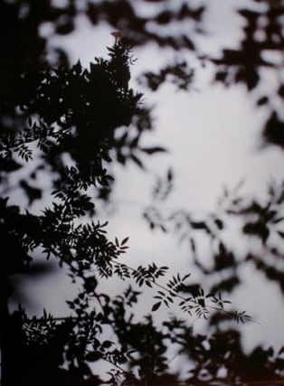 Bryan Graf,&nbsp;Wisteria #1,  2011. Chromogenic print, 40 x 30 inches.