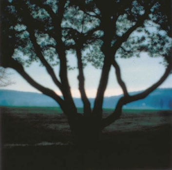 Bernheim Arboretum, Clermont, KY, 1993