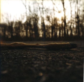 Deer Hoof, 2002, 20 x 20 inch Chromogenic Print, Signature on verso, Edition of 10