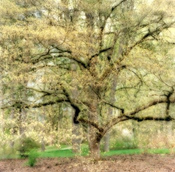 &quot;Bernheim Arboretum, Kentucky, 2008&quot;  [4-08-15c-4], 19 x 19 inch / 28 x 28 inch Chromogenic Print; Edition of 15 / 38 x 38 inch Chromogenic Print; Edition of 6