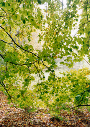 Forest #24, Untitled (Leaf Curtain),&nbsp;2001,&nbsp;16 x 12 inch chromogenic print