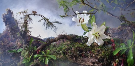 Monkey Jar and White Jungle Lilies from the series Another World, 2022. Archival pigment print, 29 9/16 x 59 1/16 inches.