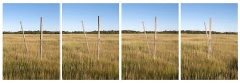 Walking Sticks, four panels, 25 x 19 inch each, chromogenic print&nbsp;