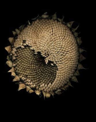 Flowers #12, Untitled (Sunflower), 2008, 7 x 9 inch archival pigment print