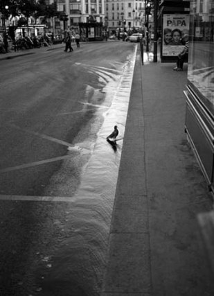 Mark Steinmetz, &quot;Pigeon, Place de Clichy, Paris,&quot; 2011, Gelatin Silver print, 20 x 16 inches, Edition of 9