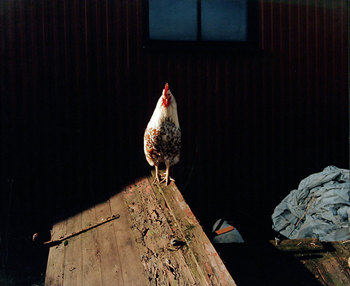 Esko Mannikko, Rooster, 2004. 23 x 27 inch Chromogenic Print. Edition of 20.