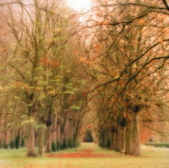 &quot;Parc de Sceaux, France, 2008&quot;  [10-08-17c-11], 19 x 19 inch / 28 x 28 inch Chromogenic Print; Edition of 15 / 38 x 38 inch Chromogenic Print; Edition of 6