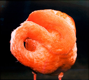 Esko M&auml;nnikk&ouml;, &quot;Untitled (Flamingo II),&quot; from the series &quot;Harmony Sisters,&quot; Chromogenic print, 21 1/4 x 29 7/8 inches, Edition of 20