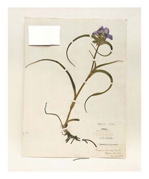 Field Museum, Tradescantia Virginica, Kansas, 1889