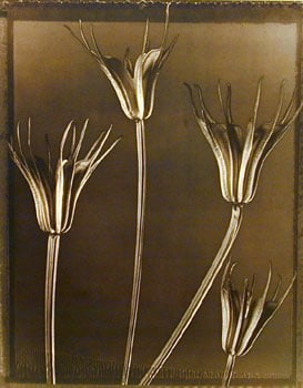 Nigella Pods (506), 1997, 20 x 24 inch Toned Silver Print, Signed and dated recto. signed, dated, titled editioned on verso, Edition of 25