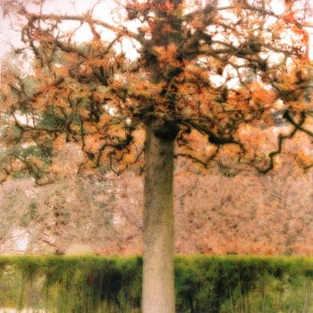 &quot;Parc de Sceaux, France, 2008&quot; [10-08-26c-7], 19 x 19 inch / 28 x 28 inch Chromogenic Print; Edition of 15 / 38 x 38 inch Chromogenic Print; Edition of 6