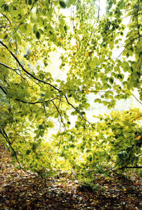 Forest #24, Untitled (Leaf Curtain),&nbsp;2001,&nbsp;16 x 12 inch chromogenic print