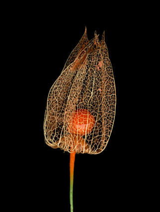 Flowers #4, Untitled (Lampi), 2009, 7 x 9 inch archival pigment print