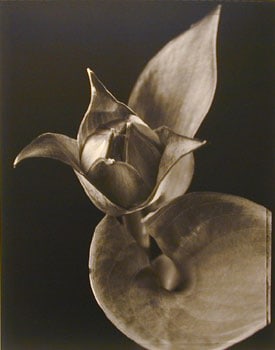 Hosta (#3), 1998, 20 x 24 inch Toned Silver Print, Signed and dated recto. signed, dated, titled editioned on verso, Edition of 25