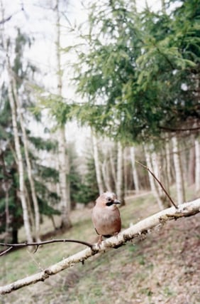 Forest #21, Untitled (Policeman), 2004, 16 x 12 inch chromogenic print&nbsp;