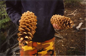 Pine Cones, California, 2004, 25 x 38 inch Chromogenic Print, Signature on verso, Edition of 6