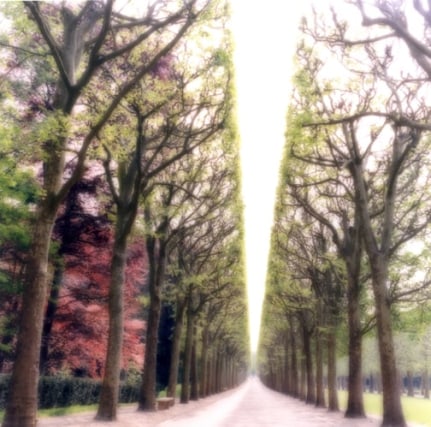 Parc de Sceaux, France (4-07-6c-9), 2007, 19 x 19,&nbsp;28 x 28,&nbsp;or 38 x 38 inch&nbsp;archival pigment print