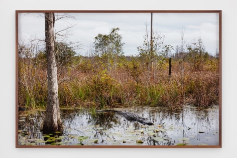 CATHERINE OPIE, Untitled #2 (Swamps), 2019