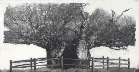 派崔克‧范‧凱肯柏 Drawing of Old Trees during wintry days 2007-2014, 2007-2014