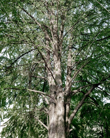 JINYOUNG&nbsp;KIM | SUN IN ROPED TREE&nbsp;| &Eacute;PREUVE CHROMOG&Egrave;NE&nbsp;| 40&nbsp;X 32 POUCES&nbsp;| &Eacute;DITION DE&nbsp;5 | 2019, &nbsp;