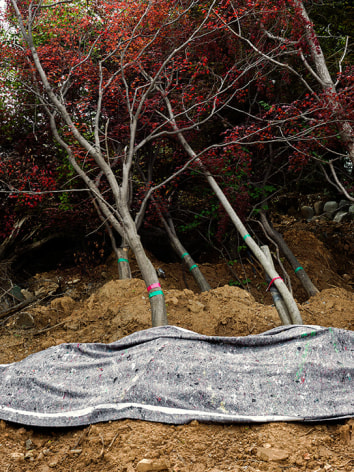 JINYOUNG&nbsp;KIM | FALLEN TREE, GAEPO&nbsp;| &Eacute;PREUVE CHROMOG&Egrave;NE&nbsp;| 48 X 38 POUCES&nbsp;| &Eacute;DITION DE&nbsp;5 | 2019, &nbsp;