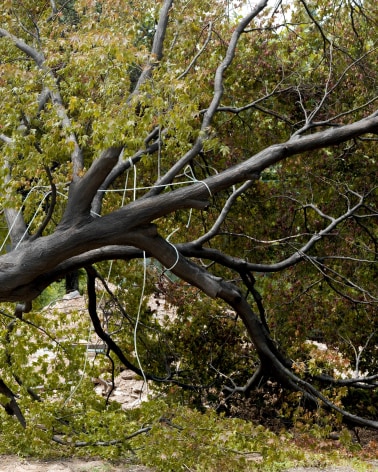 JINYOUNG&nbsp;KIM | ROPED TREE, GAEPO&nbsp;| &Eacute;PREUVE CHROMOG&Egrave;NE&nbsp;| 40&nbsp;X 32 POUCES&nbsp;| &Eacute;DITION DE&nbsp;5 | 2019, &nbsp;