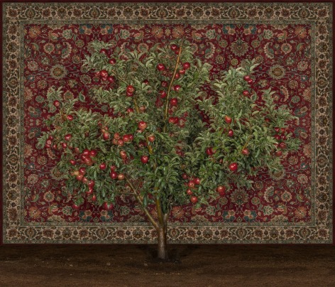 TAL SHOCHAT Apple Tree with Carpet, 2019