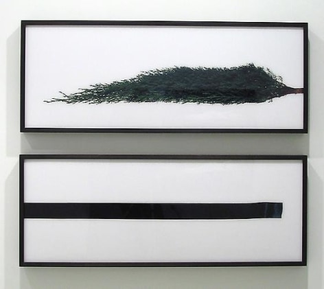 Tal Shochat, Untitled (Tree/Ribbon), 2003