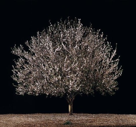 Tal Shochat, Shaked (Almond), 2011