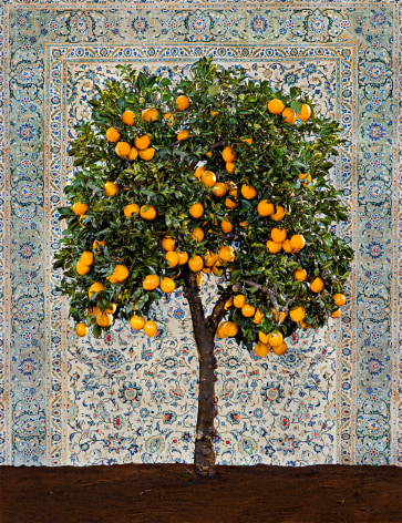 TAL SHOCHAT, Orange Tree with Persian Carpet, 2022