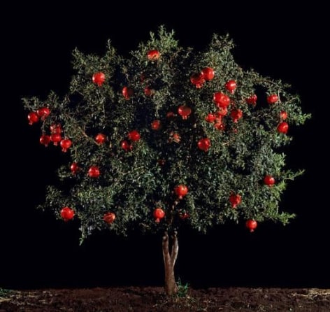 TAL SHOCHAT, Rimon (Pomegranate), 2010