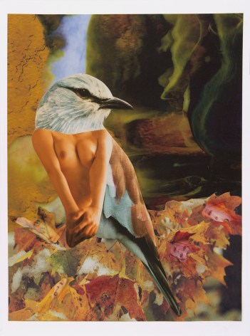 Bluebird of Happiness in the Fall, 2016, Collage on archival pigment print