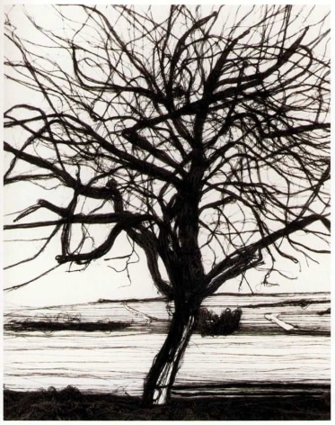 Vik Muniz, 200 Yards (The Apple Tree, After Atget), 1992, Gelatin silver print, 24 x 20 inches, Edition 5/5