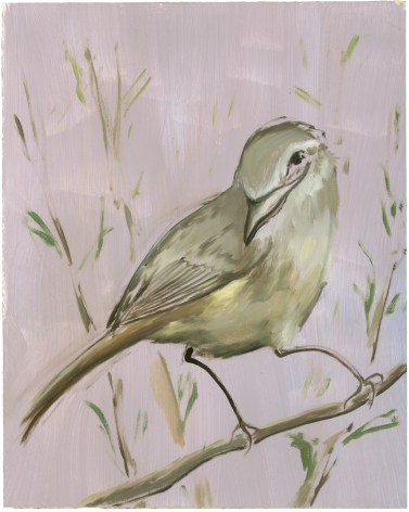 Ian Faden, Smirkey the Finch (sm), 2019