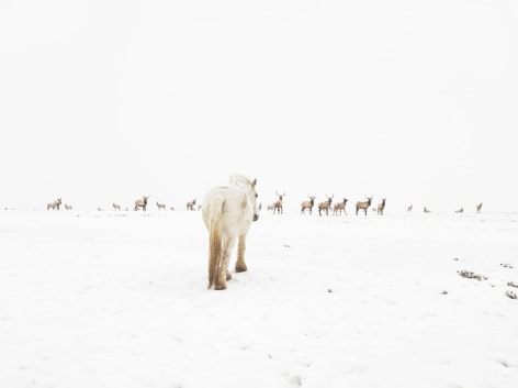 LUCAS FOGLIA, Jewett Elk Feedground, Merna, Wyoming, 2010