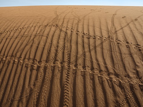 Lucas Foglia, Tracks from Insects (Plus Two Lizards and One Mouse), Morocco, 2022