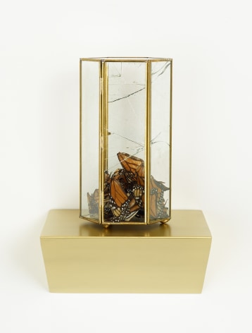 Martin Soto Climent, sculpture featuring monarch butterflies within a glass cage.