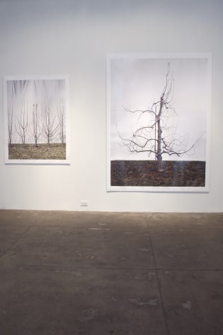 Two large prints of barren trees