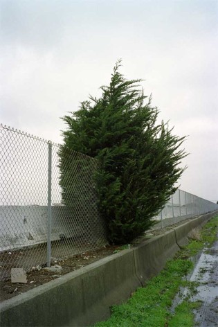 Tree growing around wire fencing
